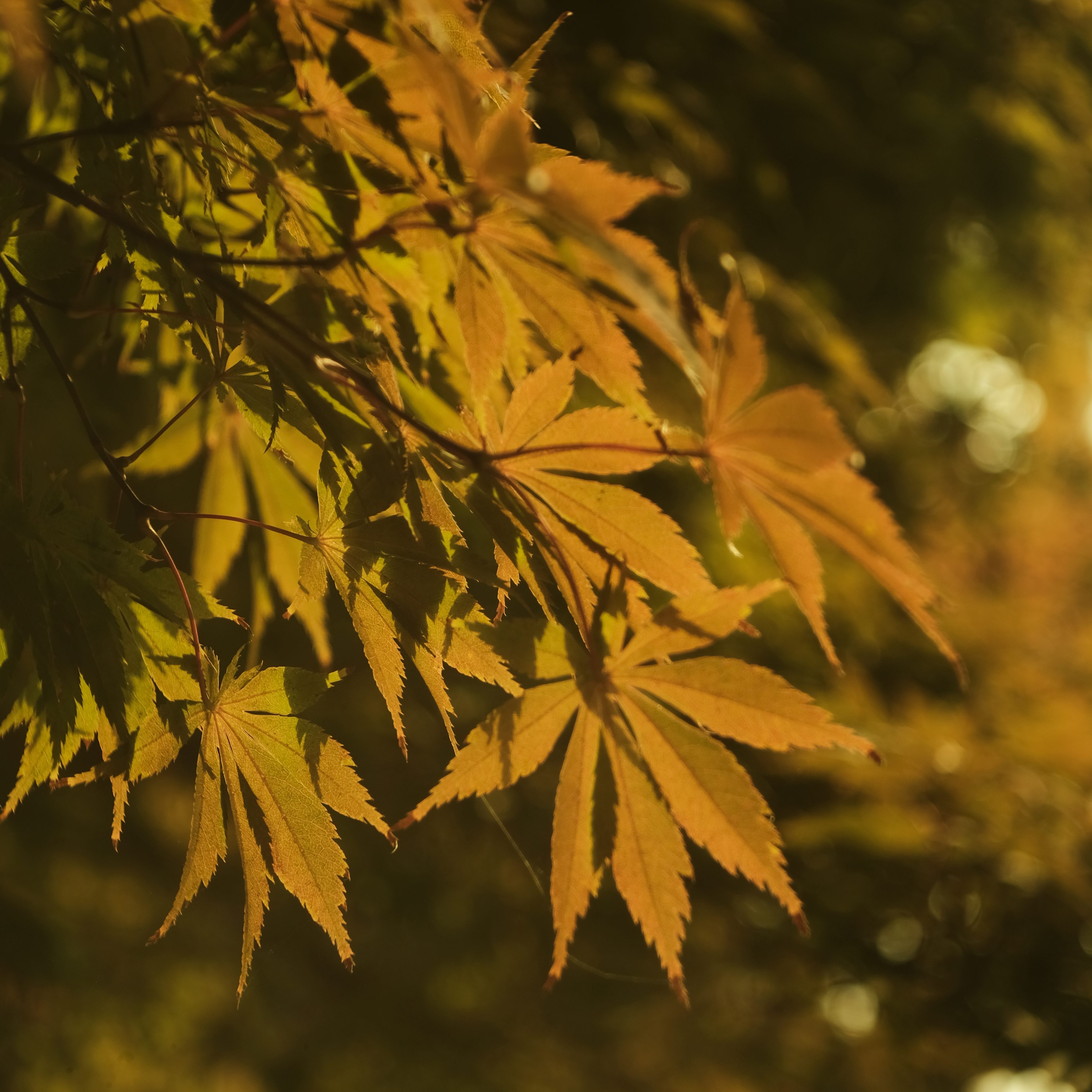 Fall Leaves in the wind